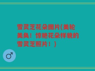 雪灵芝花朵图片(美轮美奂！惊艳花朵样貌的雪灵芝照片！)