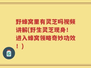 野蜂窝里有灵芝吗视频讲解(野生灵芝现身！进入蜂窝领略奇妙功效！)
