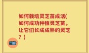 如何栽培灵芝苗成活(如何成功种植灵芝苗，让它们长成成熟的灵芝？)