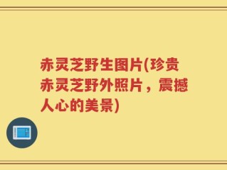 赤灵芝野生图片(珍贵赤灵芝野外照片，震撼人心的美景)