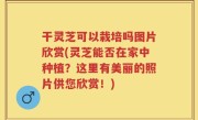 干灵芝可以栽培吗图片欣赏(灵芝能否在家中种植？这里有美丽的照片供您欣赏！)