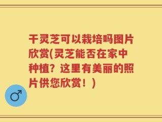 干灵芝可以栽培吗图片欣赏(灵芝能否在家中种植？这里有美丽的照片供您欣赏！)