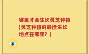 哪里才会生长灵芝种植(灵芝种植的最佳生长地点在哪里？)