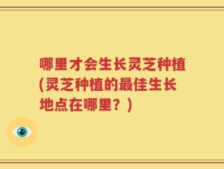 哪里才会生长灵芝种植(灵芝种植的最佳生长地点在哪里？)