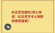 红云灵芝图片(赏心悦目：红云灵芝令人陶醉的视觉盛宴)