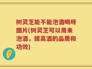 树灵芝能不能泡酒喝呀图片(树灵芝可以用来泡酒，提高酒的品质和功效)