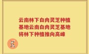 云南林下白肉灵芝种植基地云南白肉灵芝基地将林下种植推向高峰