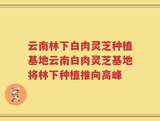云南林下白肉灵芝种植基地云南白肉灵芝基地将林下种植推向高峰
