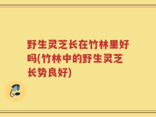 野生灵芝长在竹林里好吗(竹林中的野生灵芝长势良好)