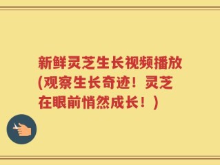 新鲜灵芝生长视频播放(观察生长奇迹！灵芝在眼前悄然成长！)