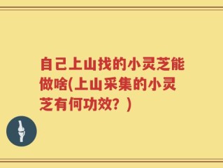 自己上山找的小灵芝能做啥(上山采集的小灵芝有何功效？)