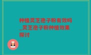 种植灵芝孢子粉有效吗_灵芝孢子粉种植效果探讨