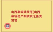 山西襄垣武灵芝(山西襄垣出产的武灵芝备受赞誉