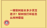 一棵梨树能长多少灵芝孢子？梨树枝打碎后怎么样种蘑菇