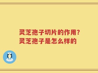 灵芝孢子切片的作用？灵芝孢子是怎么样的