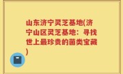 山东济宁灵芝基地(济宁山区灵芝基地：寻找世上最珍贵的菌类宝藏)