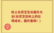 树上白灵芝生长图片大全(白灵芝在树上的壮观成长，图片集锦！)
