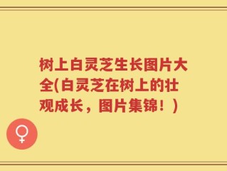 树上白灵芝生长图片大全(白灵芝在树上的壮观成长，图片集锦！)