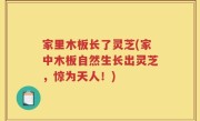 家里木板长了灵芝(家中木板自然生长出灵芝，惊为天人！)