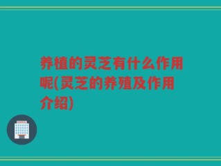 养植的灵芝有什么作用呢(灵芝的养殖及作用介绍)