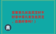 家里茶几长出灵芝好不好家中茶几竟生出灵芝，这是好事吗？)