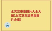 水灵芝采集图片大全大图(水灵芝高清采集图片合集)