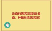 云南的黑灵芝栽培(云南：种植珍贵黑灵芝)