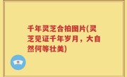 千年灵芝合拍图片(灵芝见证千年岁月，大自然何等壮美)