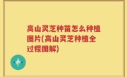 高山灵芝种苗怎么种植图片(高山灵芝种植全过程图解)