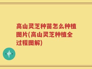 高山灵芝种苗怎么种植图片(高山灵芝种植全过程图解)