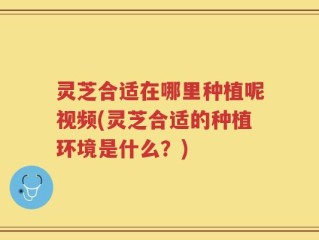 灵芝合适在哪里种植呢视频(灵芝合适的种植环境是什么？)