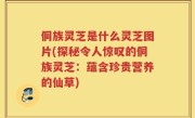 侗族灵芝是什么灵芝图片(探秘令人惊叹的侗族灵芝：蕴含珍贵营养的仙草)