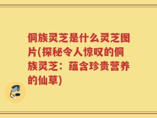 侗族灵芝是什么灵芝图片(探秘令人惊叹的侗族灵芝：蕴含珍贵营养的仙草)