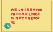 内蒙古野生草灵芝的图片(珍稀草灵芝惊艳亮相 内蒙古草原惊现奇观)