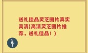 送礼佳品灵芝图片真实高清(高清灵芝图片推荐，送礼佳品！)