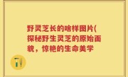 野灵芝长的啥样图片(探秘野生灵芝的原始面貌，惊艳的生命美学