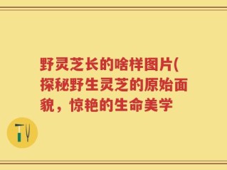 野灵芝长的啥样图片(探秘野生灵芝的原始面貌，惊艳的生命美学