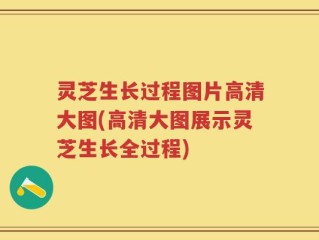 灵芝生长过程图片高清大图(高清大图展示灵芝生长全过程)