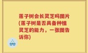 莲子树会长灵芝吗图片(莲子树是否具备种植灵芝的能力，一张图告诉你)