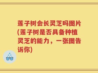 莲子树会长灵芝吗图片(莲子树是否具备种植灵芝的能力，一张图告诉你)