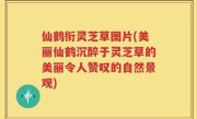 仙鹤衔灵芝草图片(美丽仙鹤沉醉于灵芝草的美丽令人赞叹的自然景观)