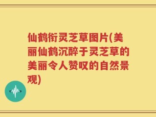 仙鹤衔灵芝草图片(美丽仙鹤沉醉于灵芝草的美丽令人赞叹的自然景观)