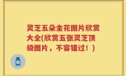 灵芝五朵金花图片欣赏大全(欣赏五张灵芝顶级图片，不容错过！)