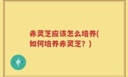 赤灵芝应该怎么培养(如何培养赤灵芝？)