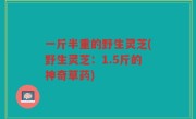 一斤半重的野生灵芝(野生灵芝：1.5斤的神奇草药)