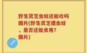 野生灵芝虫蛀还能吃吗图片(野生灵芝遭虫蛀，是否还能食用？  图片)
