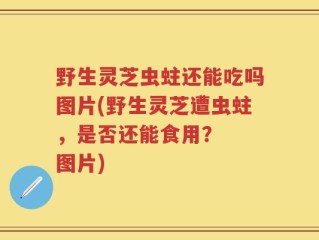 野生灵芝虫蛀还能吃吗图片(野生灵芝遭虫蛀，是否还能食用？  图片)