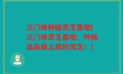 三门峡种植灵芝基地(三门峡灵芝基地：种植出品质上乘的灵芝！)