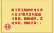 野生灵芝锅底图片高清大全(野生灵芝锅底图片集锦，清晰细腻，惊艳视觉，超越想象！)