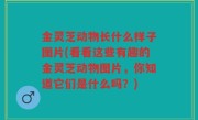 金灵芝动物长什么样子图片(看看这些有趣的金灵芝动物图片，你知道它们是什么吗？)